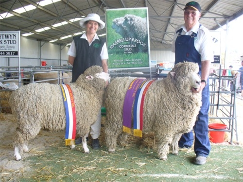 Champion Ewe and Ram - Marbellup Brook Stud